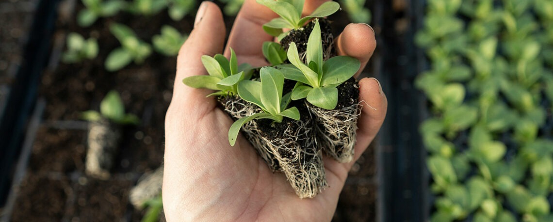 Manutenzione e giardinaggio a Milano e provincia